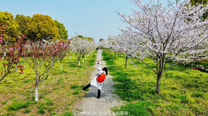 盐官旅游度假区/观潮胜地公园游记图文-江浙沪观潮赏樱攻略：走进春天里的海宁盐观，感受诗情画意