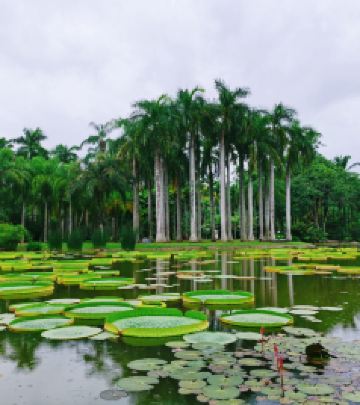 勐泐大佛寺/曼弄枫度假区游记图文-云南西双版纳 | 融创万达+曼听公园总佛山大佛寺中科院植物园自由行