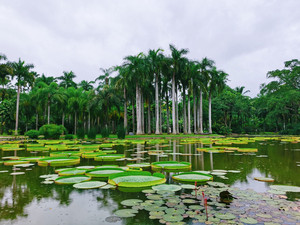 告庄西双景/星光夜市游记图文-云南西双版纳 | 融创万达+曼听公园总佛山大佛寺中科院植物园自由行