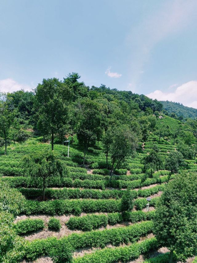 宋茗茶博园旅行图片 4