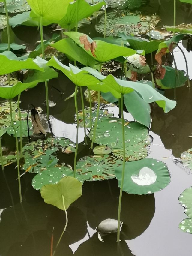 上海崇明荷花博览园旅行图片 1