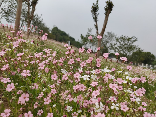 麦蓝菜,杂草也有高颜值