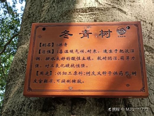 金滩古林