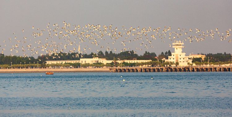 Zhanjiang Black-Headed Gull Boating Trip