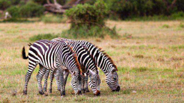 安波塞利国家公园