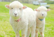 妈妈牧场景点图片