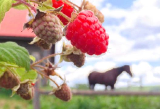 Green Mountain Orchards景点图片