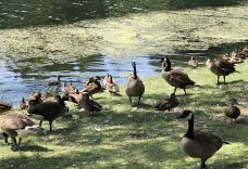 海柏公园-多伦多-小小呆60