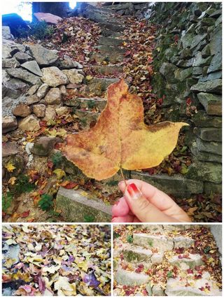 松阳游~~~四都乡西坑村，黄家大院，大木山茶园