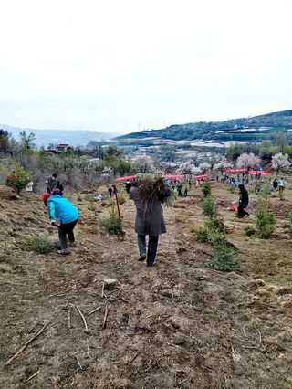 植树造林志愿行