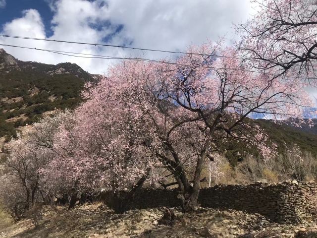 嘎拉桃花源旅行图片 2