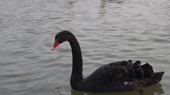 巨澱湖-動物園