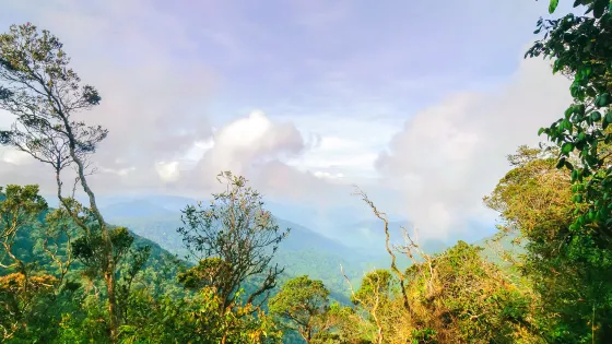 苔蘚森林