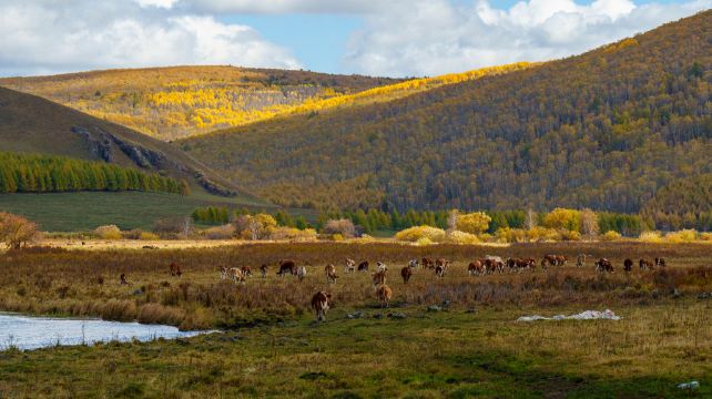 海拉尔国家森林公园