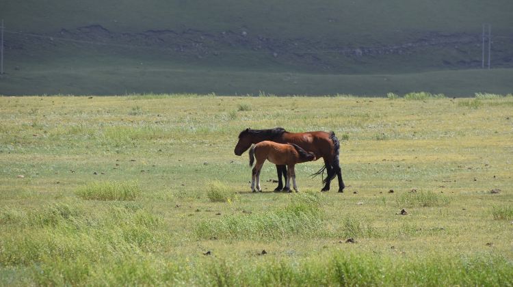 4D3N · Group Tours · Inner Mongolia+Ask for Special Offers Discover Inner Mongolia's millennia-old culture and stunning scenery Hohhot.Huiteng Xile Grassland.Ulan Hada Volcano . Xiangshawan 