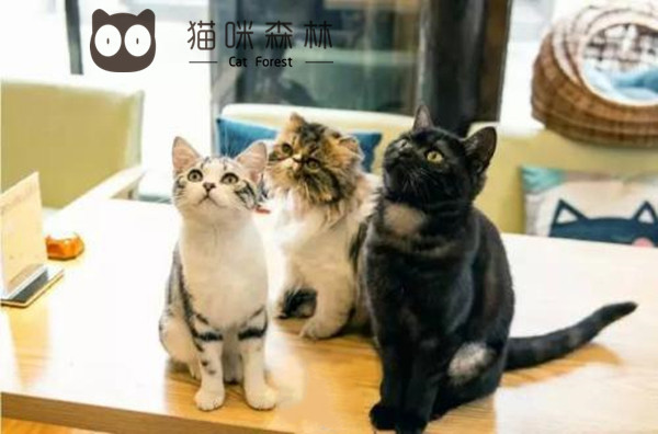 万圣节将至,有没有喜欢猫咪森林猫咖的小猫咪什么装扮呢?