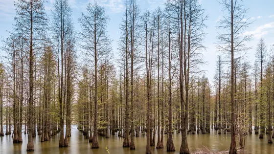六合竹鎮森林公園