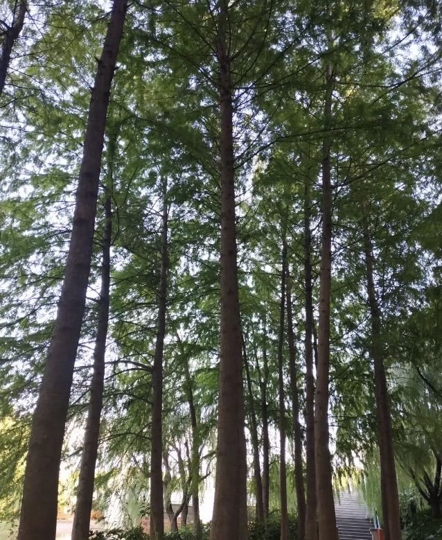 新江湾城公园旅行图片 3