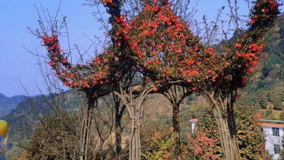 龍茶花海