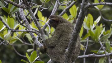 Corcovado National Park