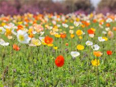苏州中国花卉植物园-苏州-C-IMAGE