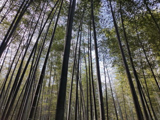 竹，陶祖圣境听竹声