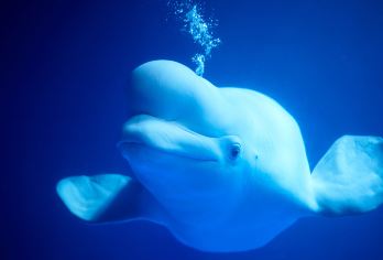 大连圣亚海洋世界+棒棰岛一日游【家庭独立团-5-6人团】【特色体验：帆船出海喂海鸥，海鸥扑食，潮汐赠送赶海抓螃蟹，海上游大连】