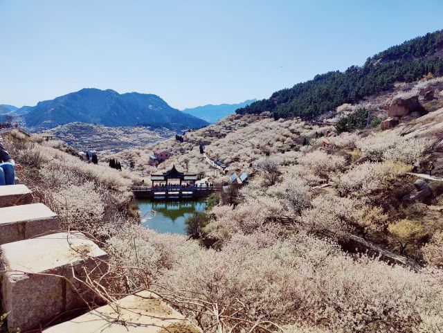 崂山大崂樱桃谷旅行图片 3
