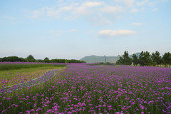 巢湖游记图片] 马鞭草、帐篷、湖光水色，一起来感受半汤大风湾的花式浪漫吧！