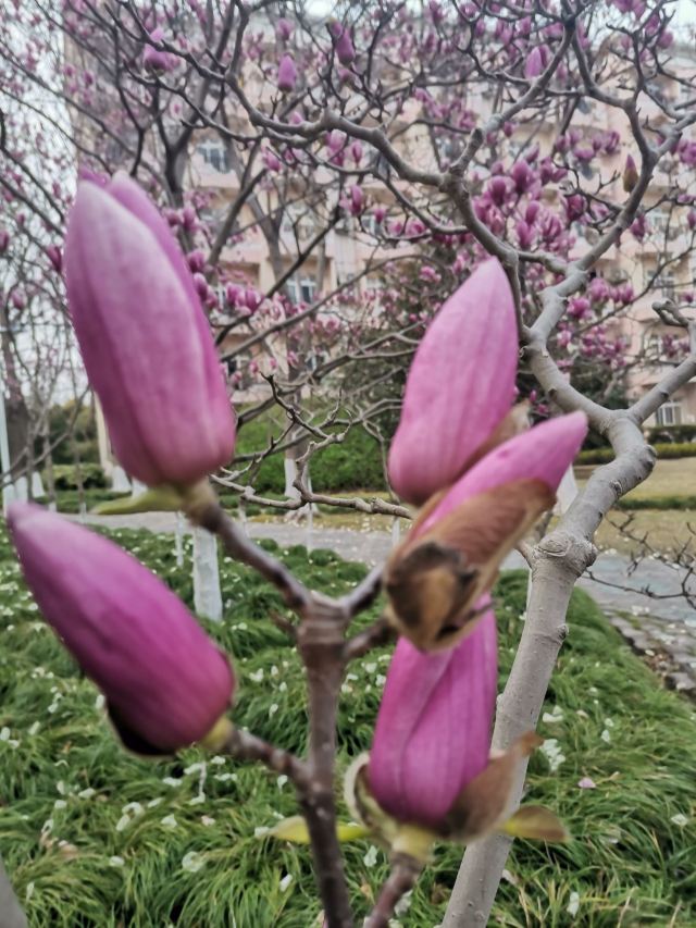 上海吕巷水果公园旅行图片 2