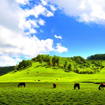 宝鸡+法门文化景区+太白山国家森林公园+炎帝陵+五丈原风景区+大水川+关山草原7日6晚私家团