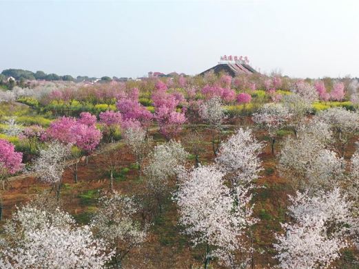 岳阳樱花园