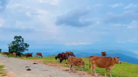 古道嶺