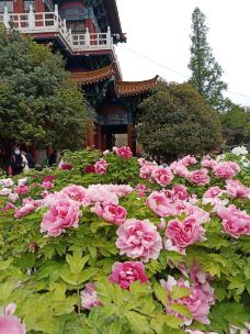王城公园-洛阳-走遍中国