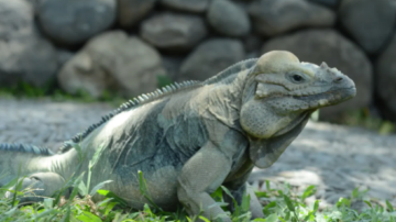 巴厘岛爬行动物公园