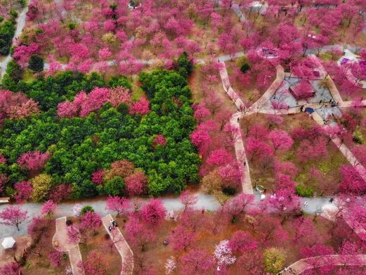 桂阳樱花园