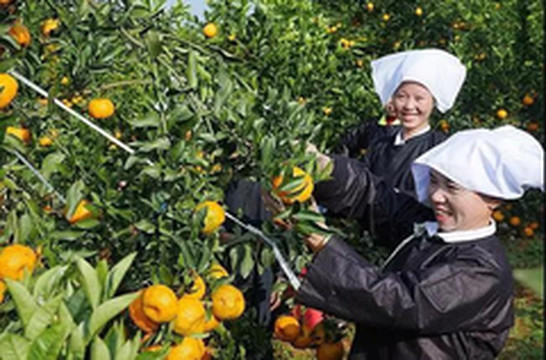 晴隆游记图片] 乡游黔中·晴隆县 学官社区丨甜蜜登场！邀你品尝冬日里的柑橘香