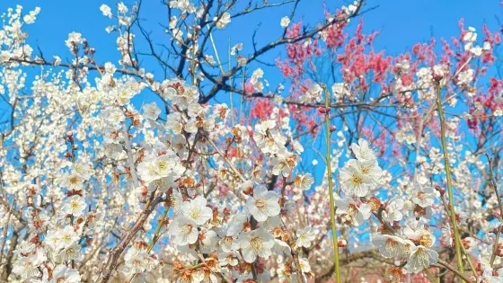 養老公園