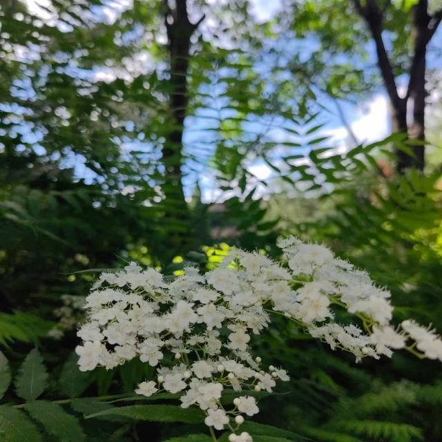 将府公园旅行图片 2