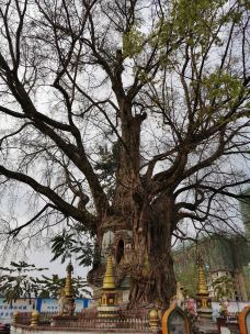 树包塔-芒市-Even