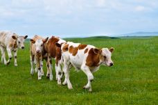 贡格尔草原-克什克腾旗