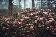 成都游记图片] 在找川渝周边的小众秘境？那别错过绝美仙境“哇呜山”