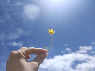 6月若尔盖的花海，这个端午我们来了