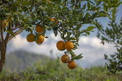 景谷游记图片] 来滇南“打边炉”，悬崖之巅烤橙子