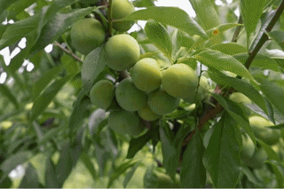 与“李”相约！汶川青脆李采摘正当时，一口一个嘎嘣脆