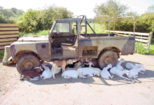 Longdown Activity Farm景点图片