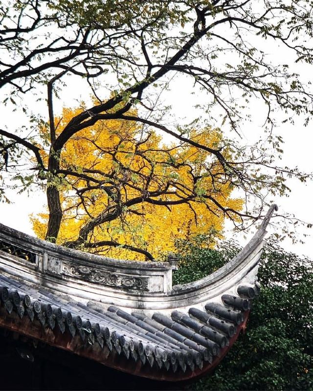 龙华塔旅行图片 2