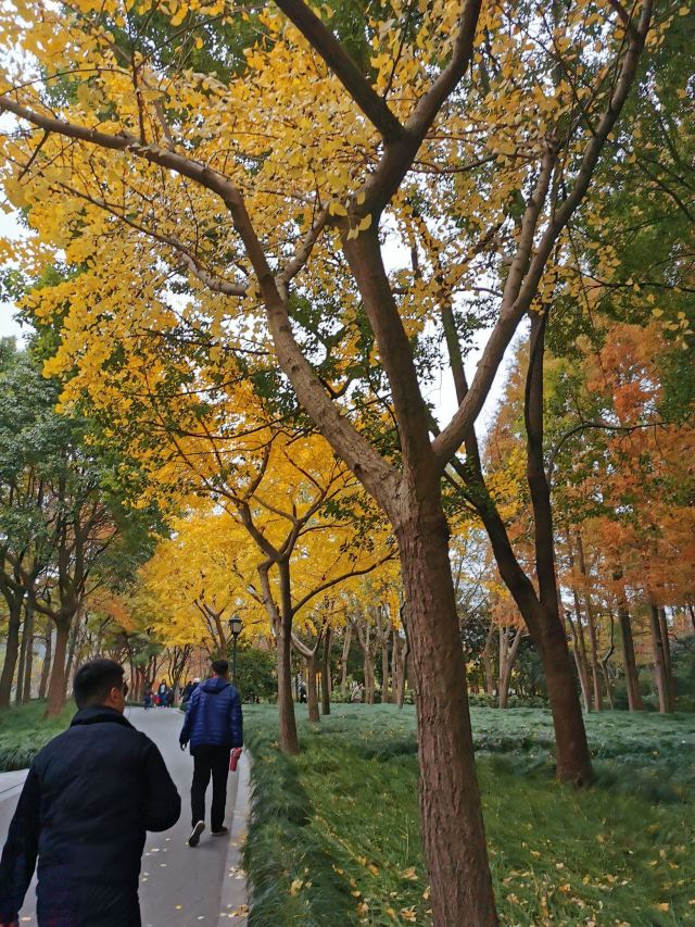 金桥公园旅行图片 5