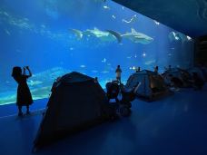 珠海长隆海洋王国·鲸鲨馆-珠海-兔酱不乖