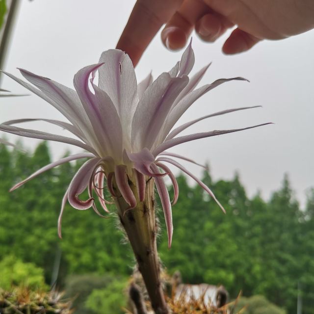 白鹿公园旅行图片 3
